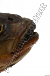 Mouth Fish Animal photo references